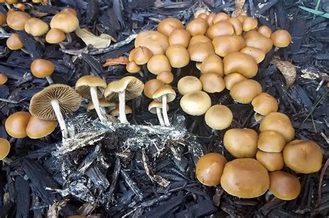 Psilocybe allenii: The Bay Area Shroom No One Can Recognize